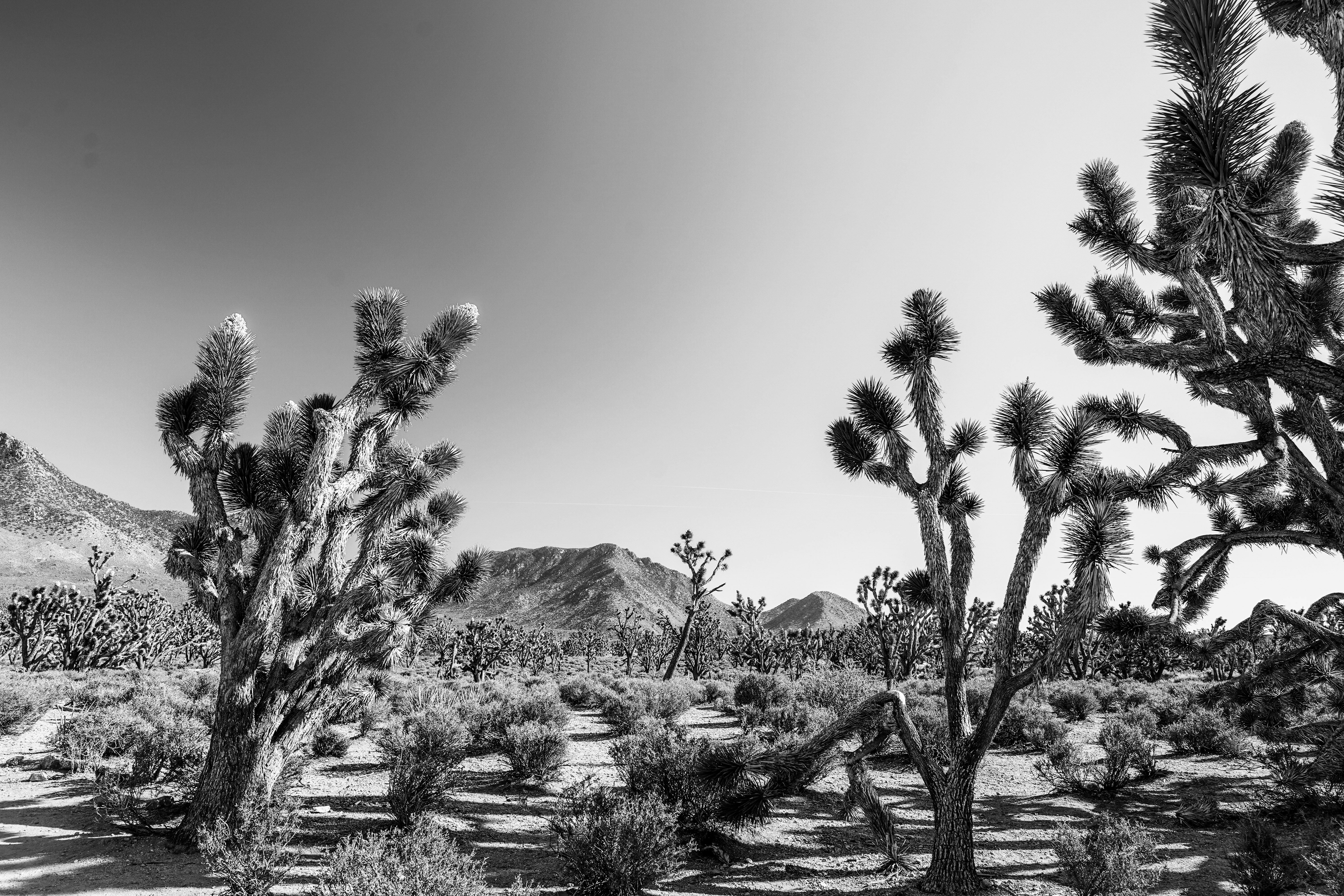 grayscale photo of trees and mountain