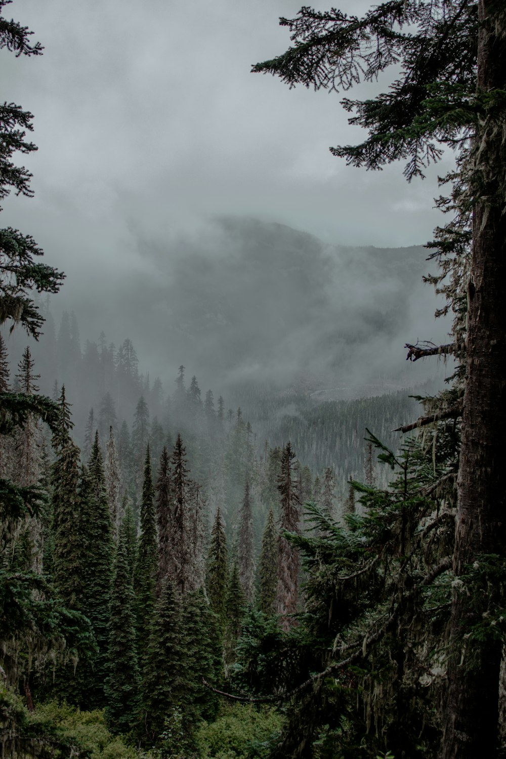 green pine trees under white clouds