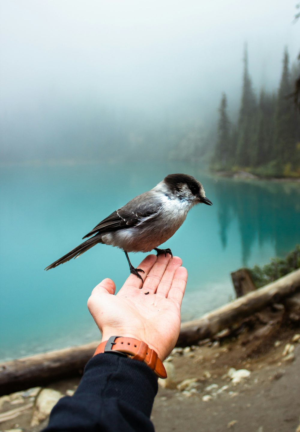 white and black bird on persons hand