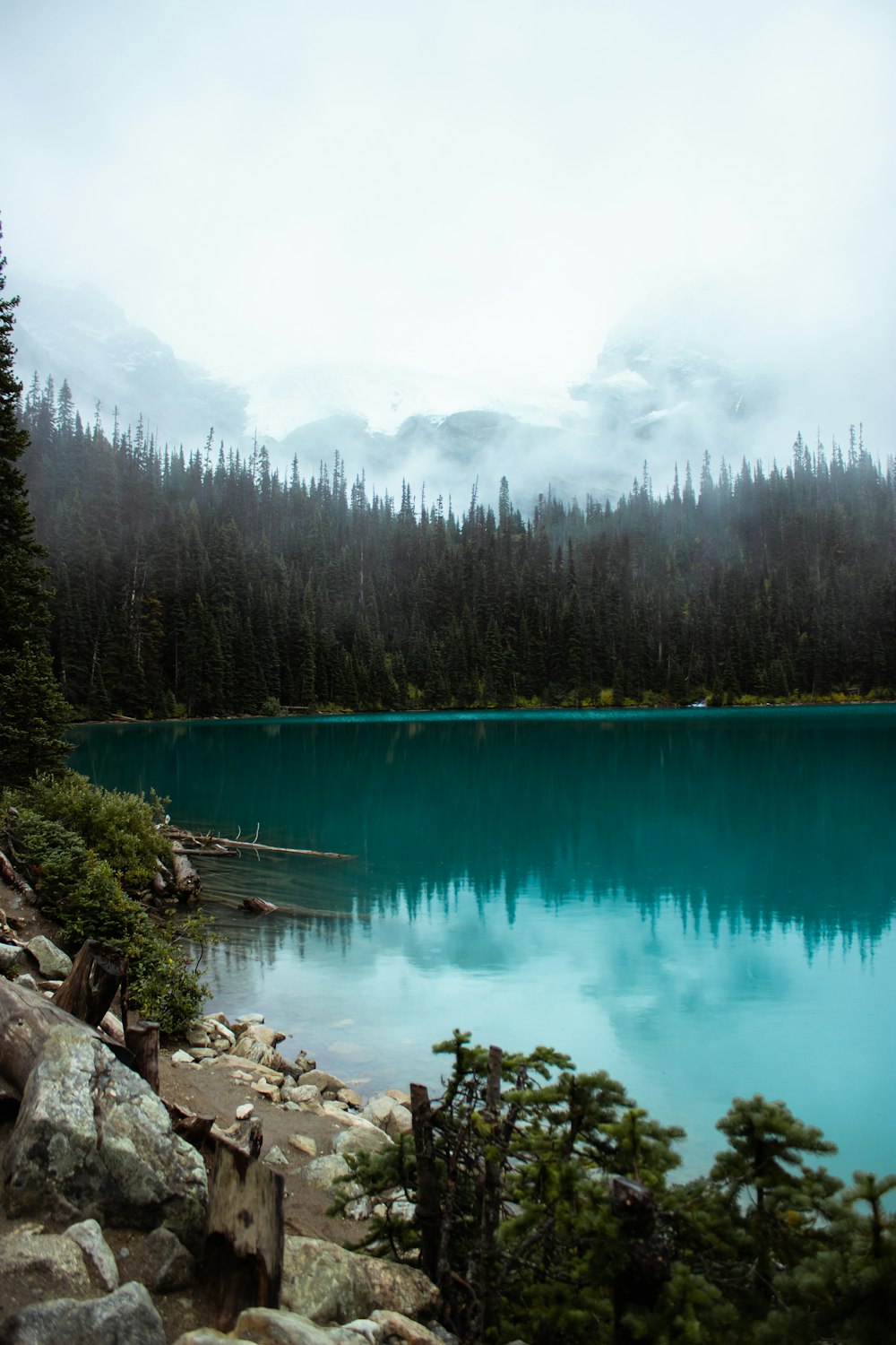 green lake surrounded by green trees during daytime