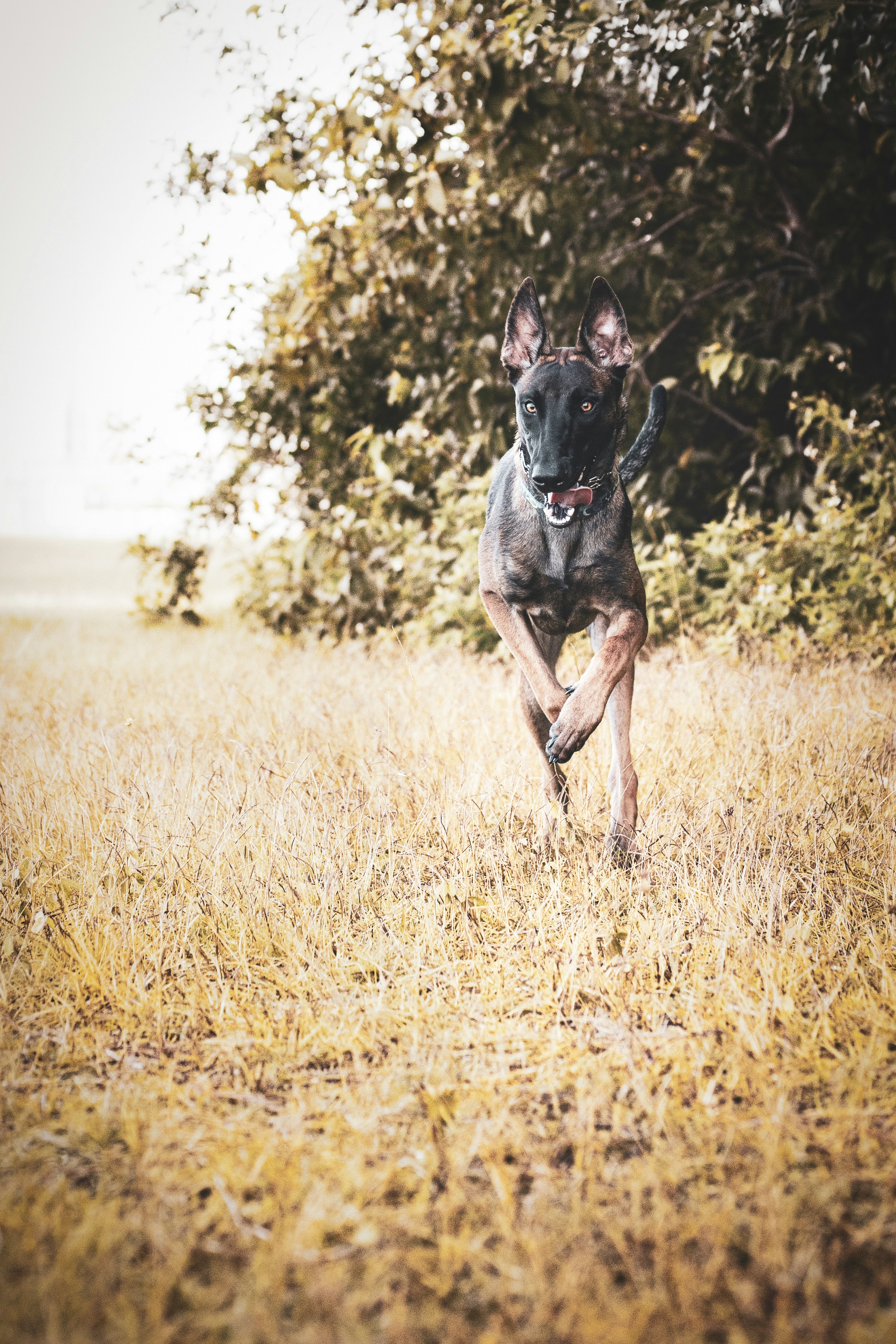 black and brown short coated dog running on brown grass field during daytime