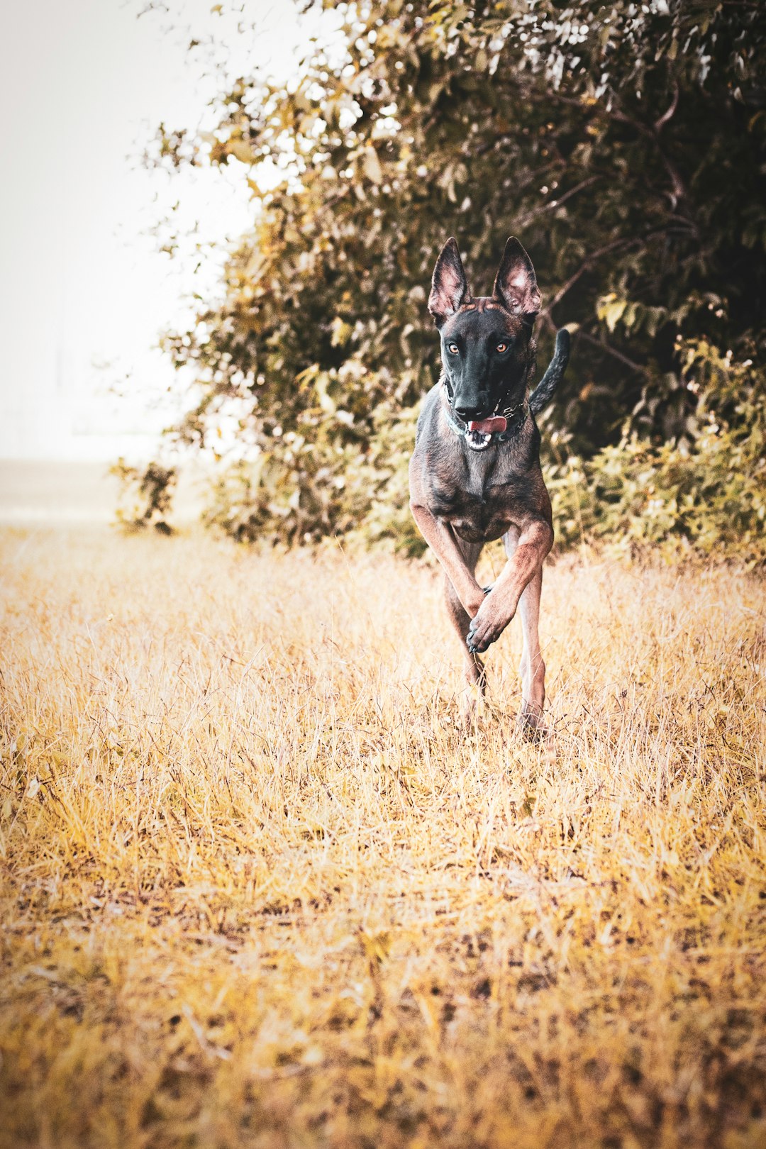 black and brown short coated dog running on brown grass field during daytime