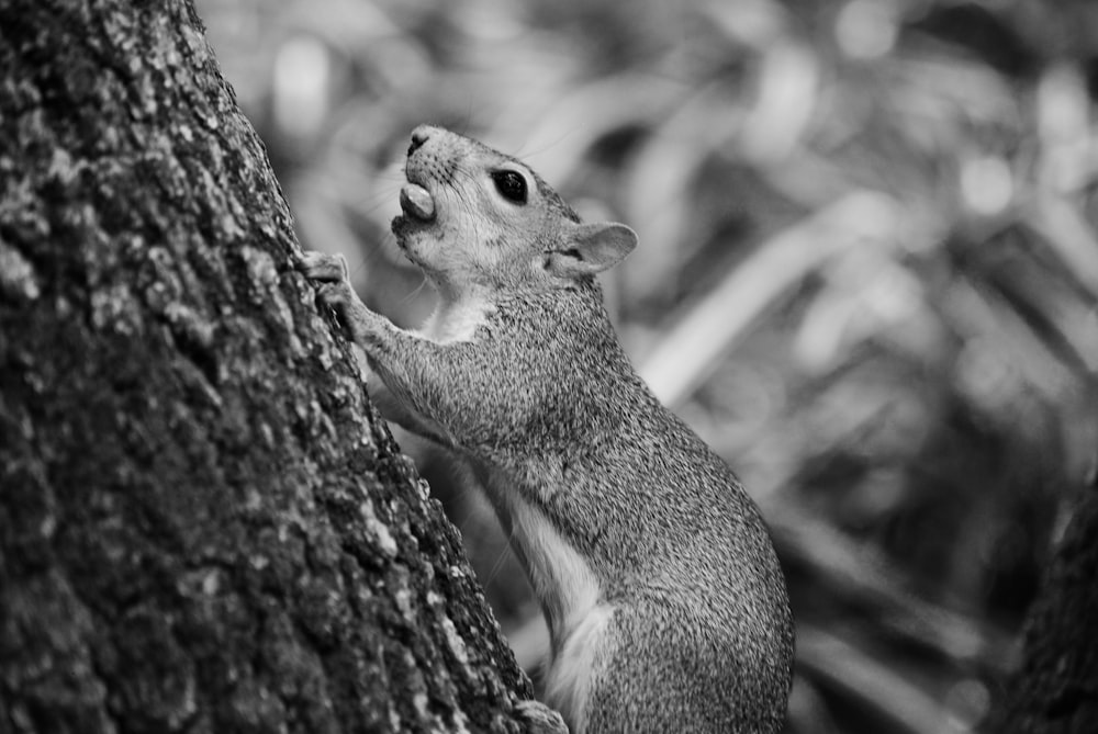 gray squirrel on brown tree branch
