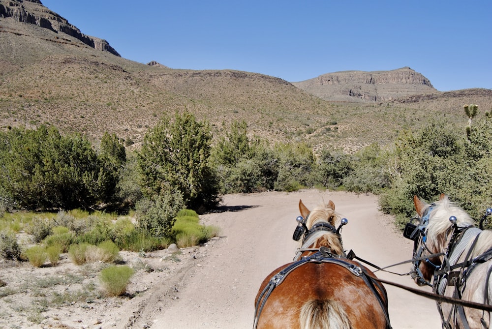 cheval brun avec calèche sur la route pendant la journée