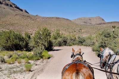 brown horse with carriage on road during daytime cowboys google meet background