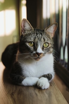 A domestic cat with tabby markings and white fur on its chest and paws is lying on a wooden surface. Its large, green eyes are focused forward with an upright posture, suggesting attentiveness. Soft light filters through a nearby window, casting subtle shadows.