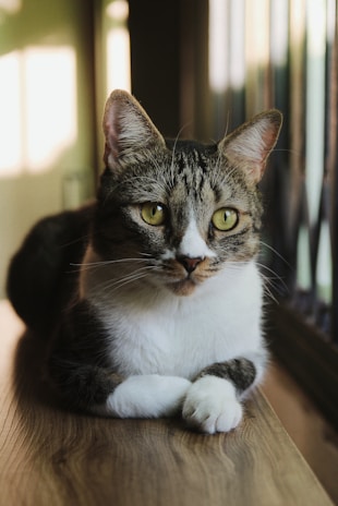 A domestic cat with tabby markings and white fur on its chest and paws is lying on a wooden surface. Its large, green eyes are focused forward with an upright posture, suggesting attentiveness. Soft light filters through a nearby window, casting subtle shadows.