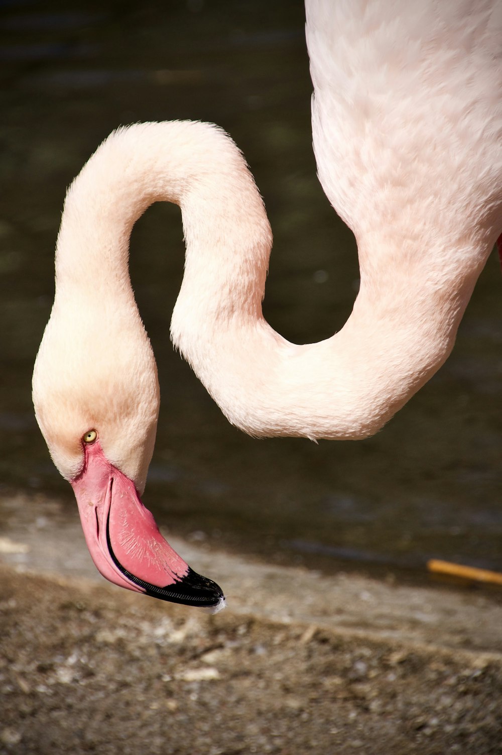 flamingo rosa na água durante o dia