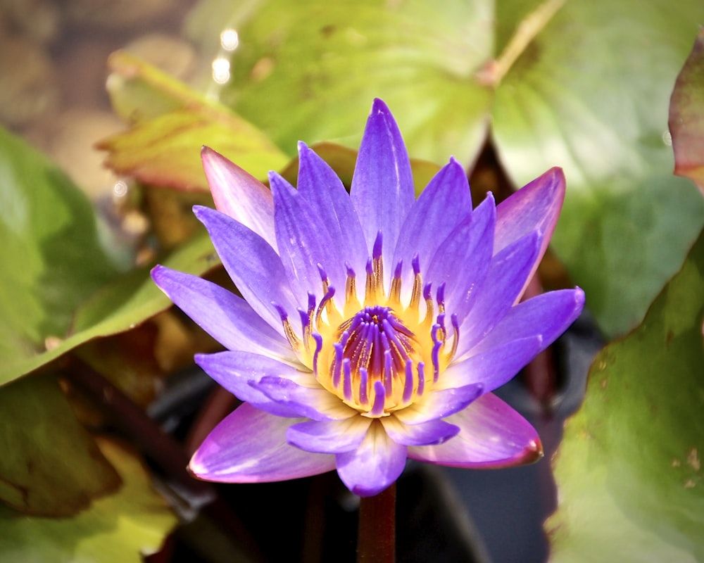 purple waterlily in bloom during daytime