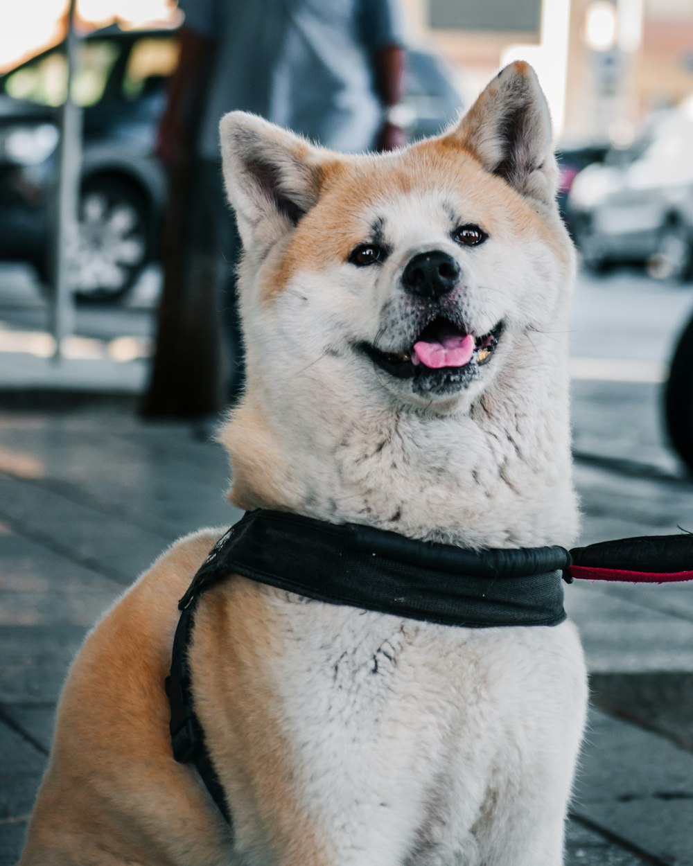 brown and white siberian husky