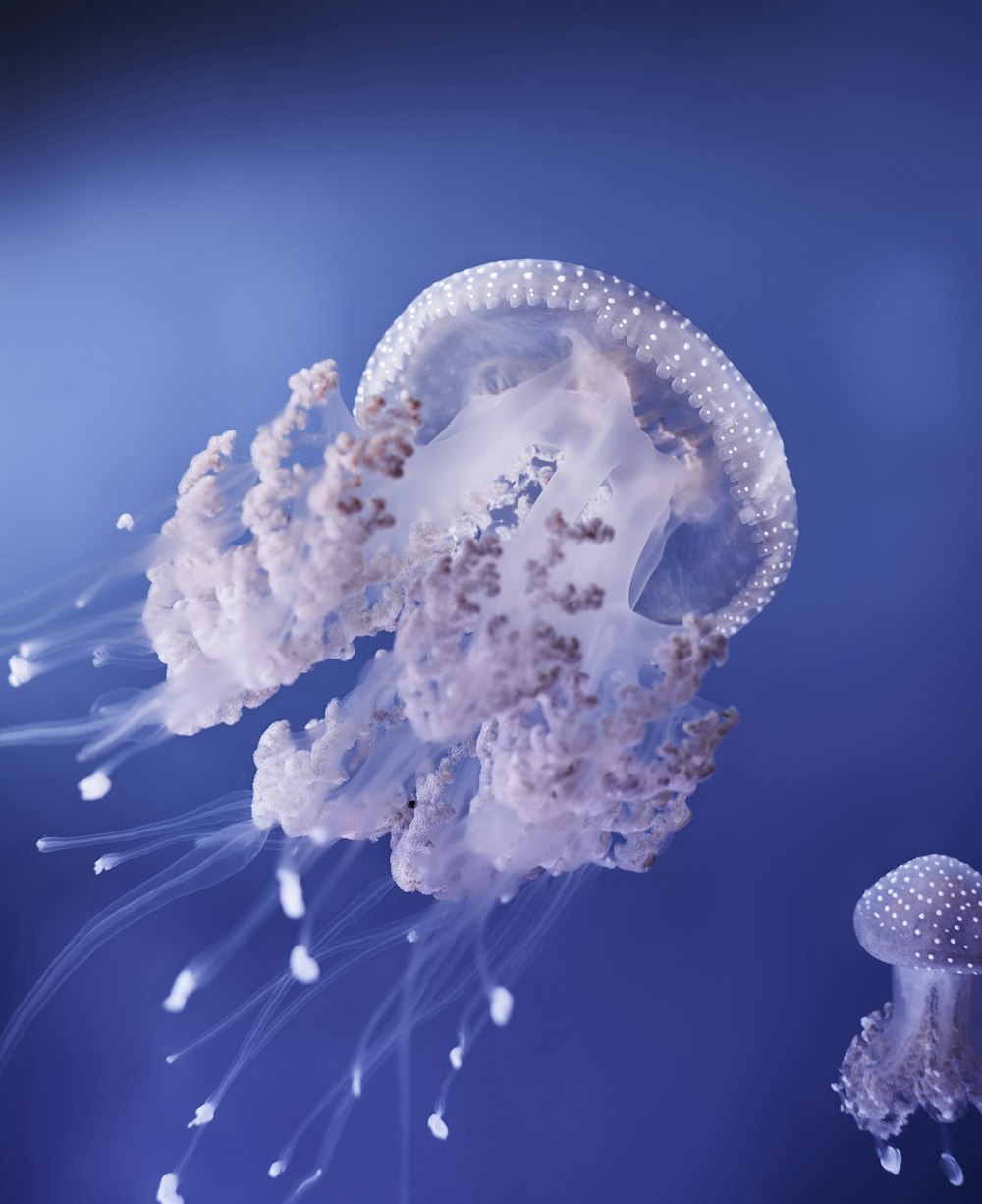 클로즈업 사진의 파란색과 흰색 해파리