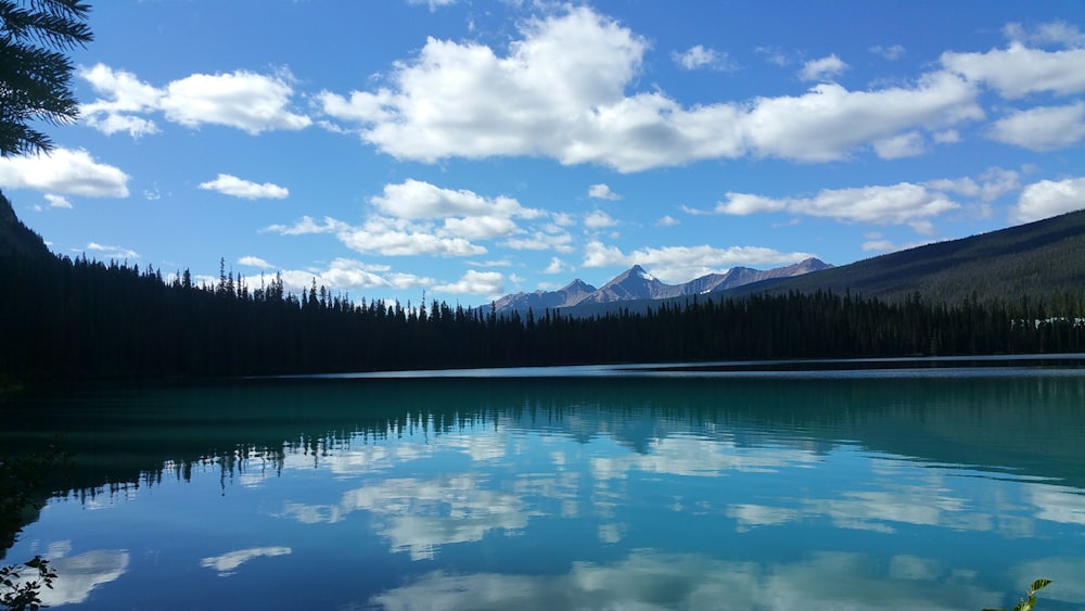 green trees near lake under blue sky during daytime