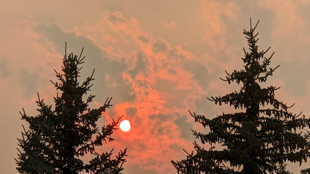 silhouette of tree during sunset