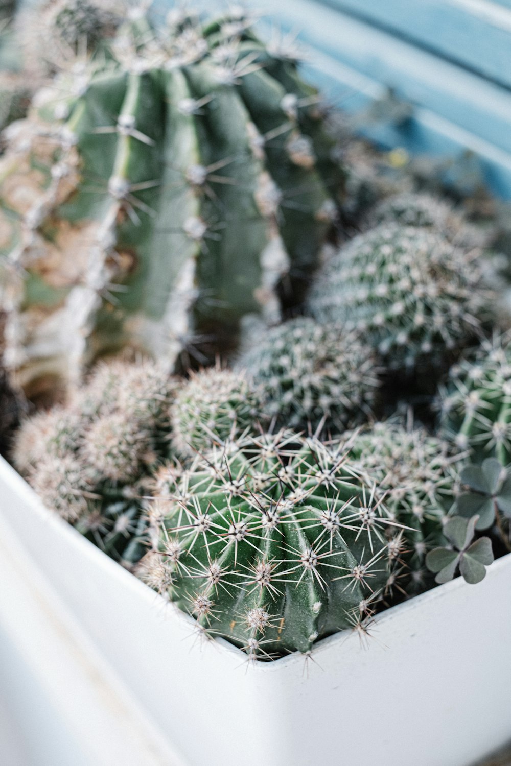 green cactus plant in white plastic container