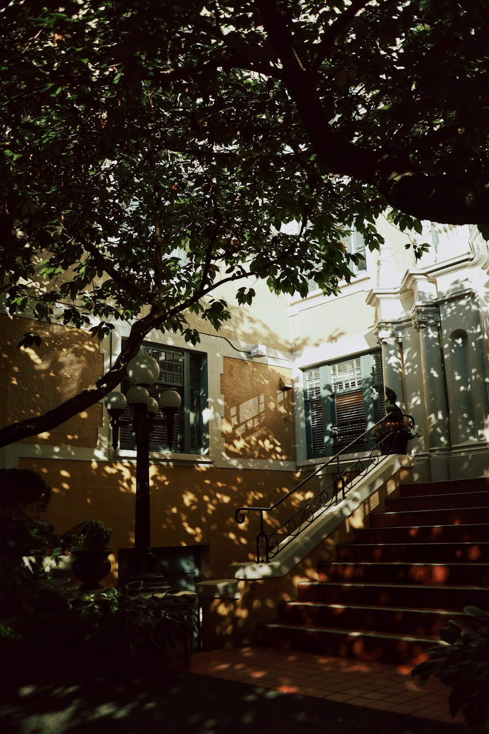 green tree beside brown concrete building