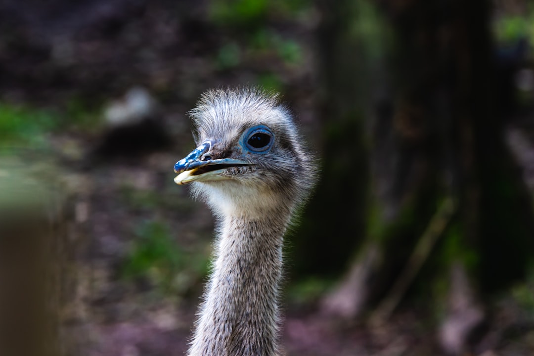 gray ostrich in tilt shift lens