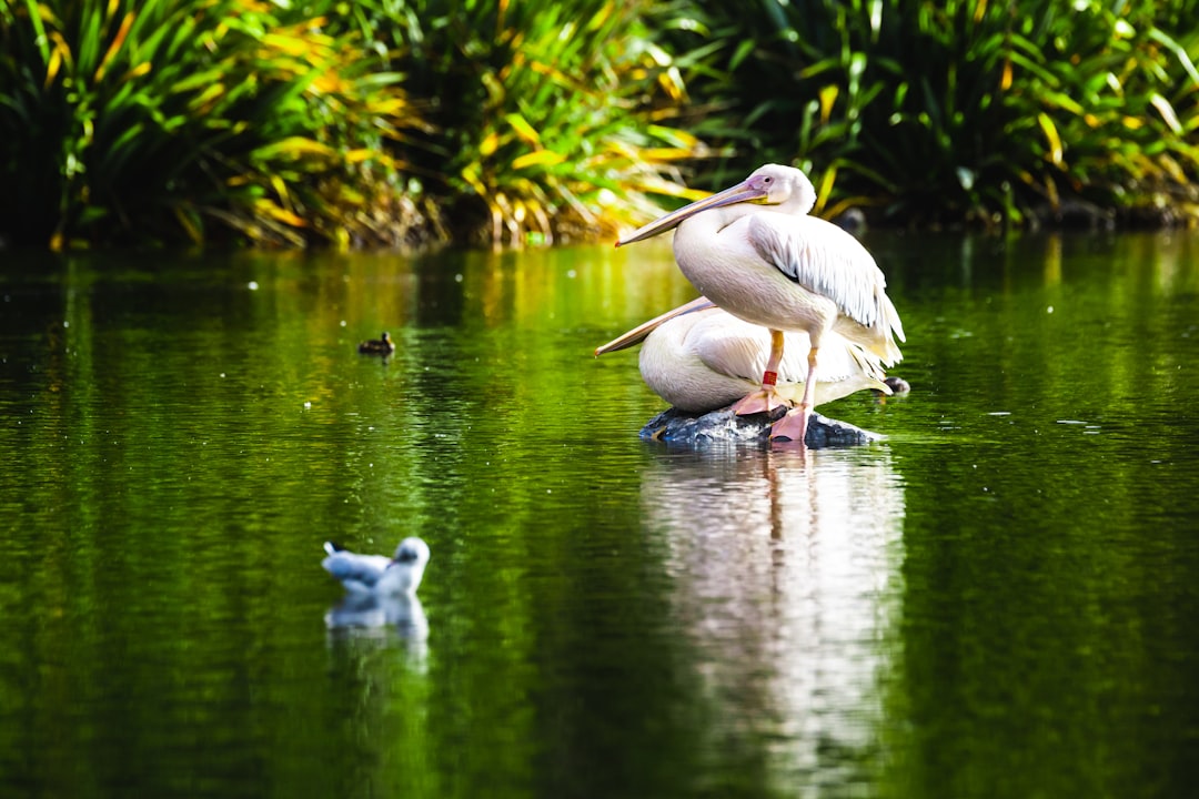 white pelican on water during daytime