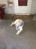 A proud dog sitting on a wooden porch wearing a handmade vest with colorful details.