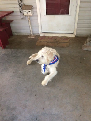 A proud dog sitting on a wooden porch wearing a handmade vest with colorful details.