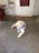 A light-colored dog wearing a blue bandana is sitting on a concrete porch. The porch has a white door with a red window, a red bench, a birdhouse mounted on a post, and a welcome mat.