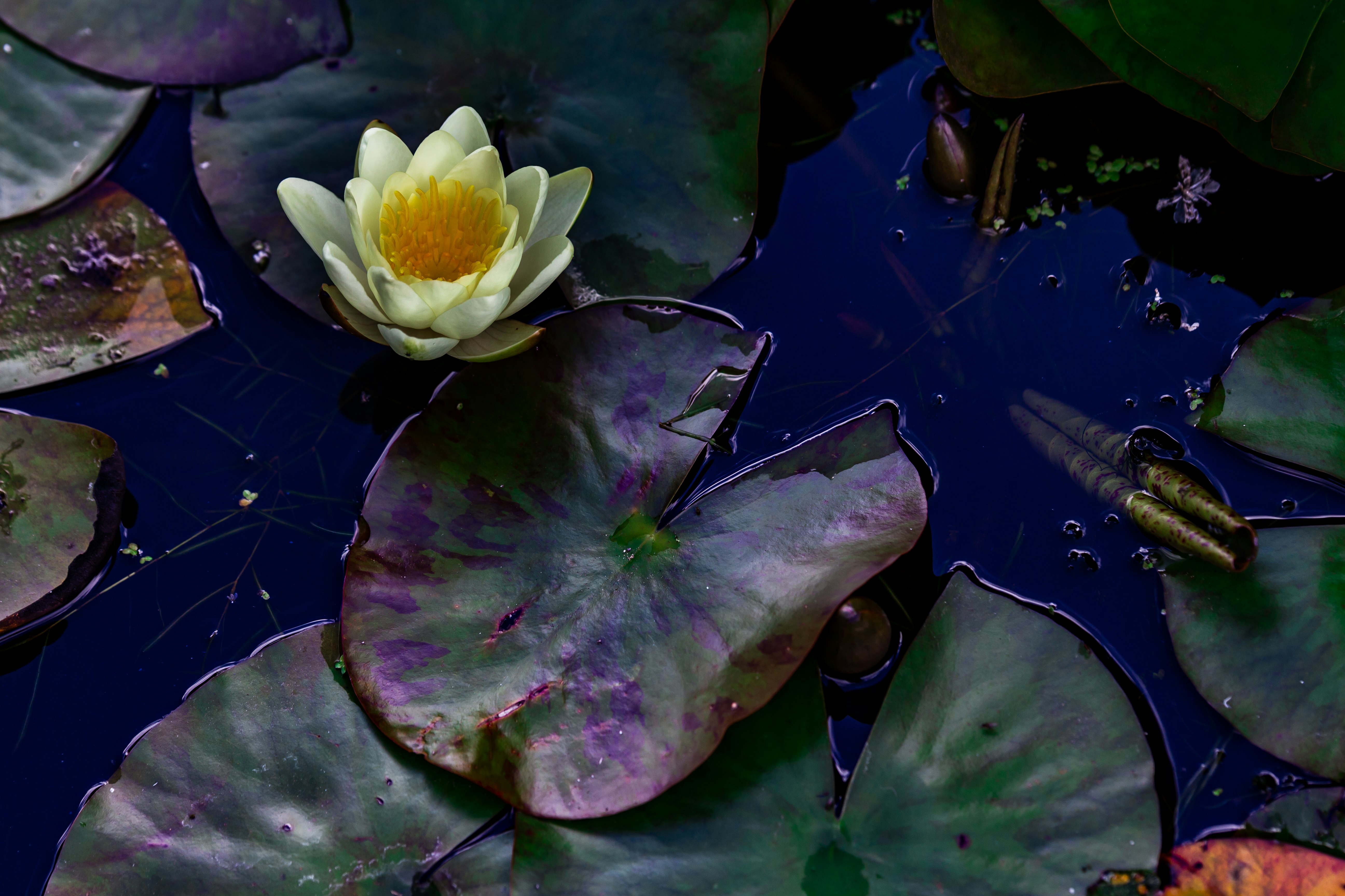 white and purple lotus flower
