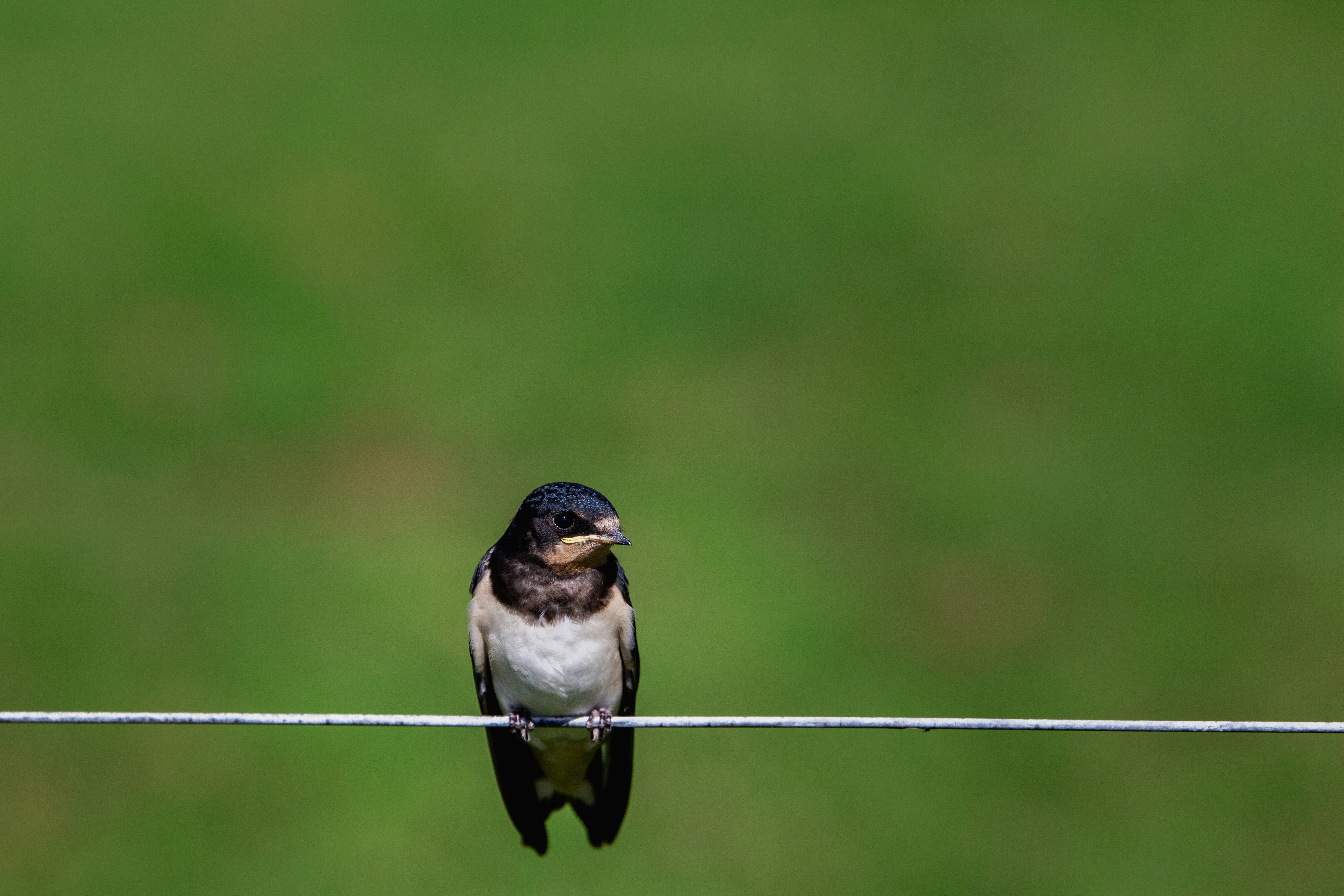 white and black bird on brown wooden fence during daytime