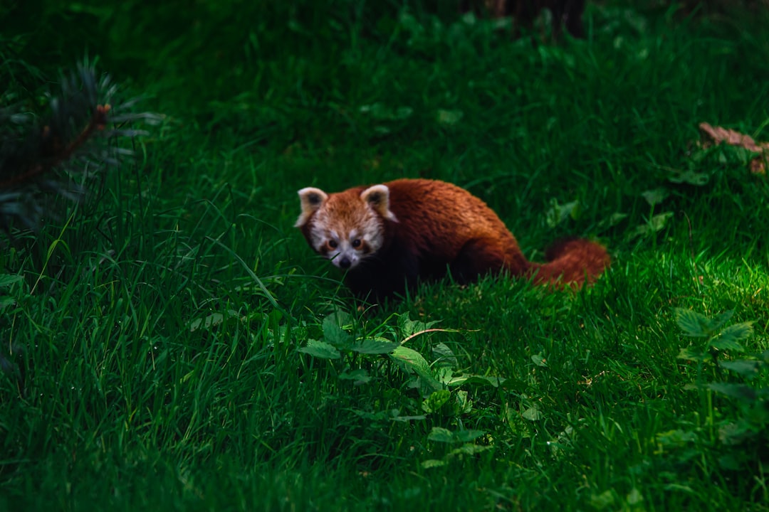 brown and white animal on green grass during daytime