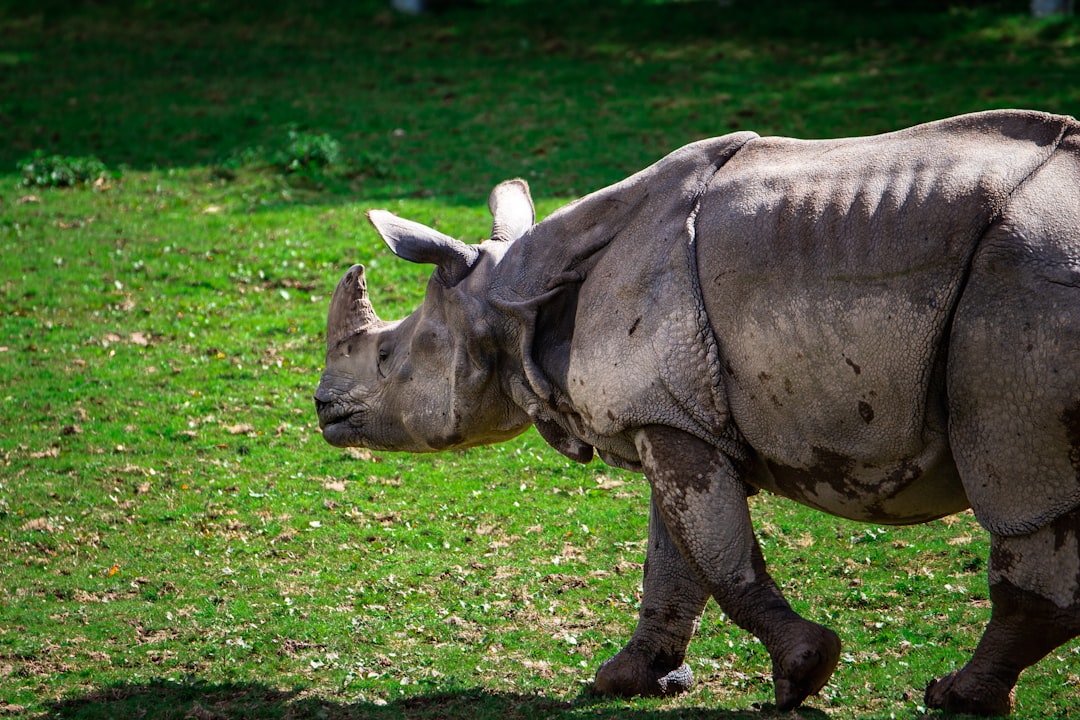 brown rhinoceros on green grass field during daytime