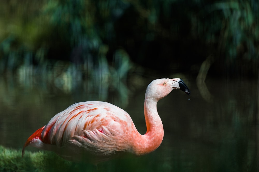 pink flamingo in close up photography