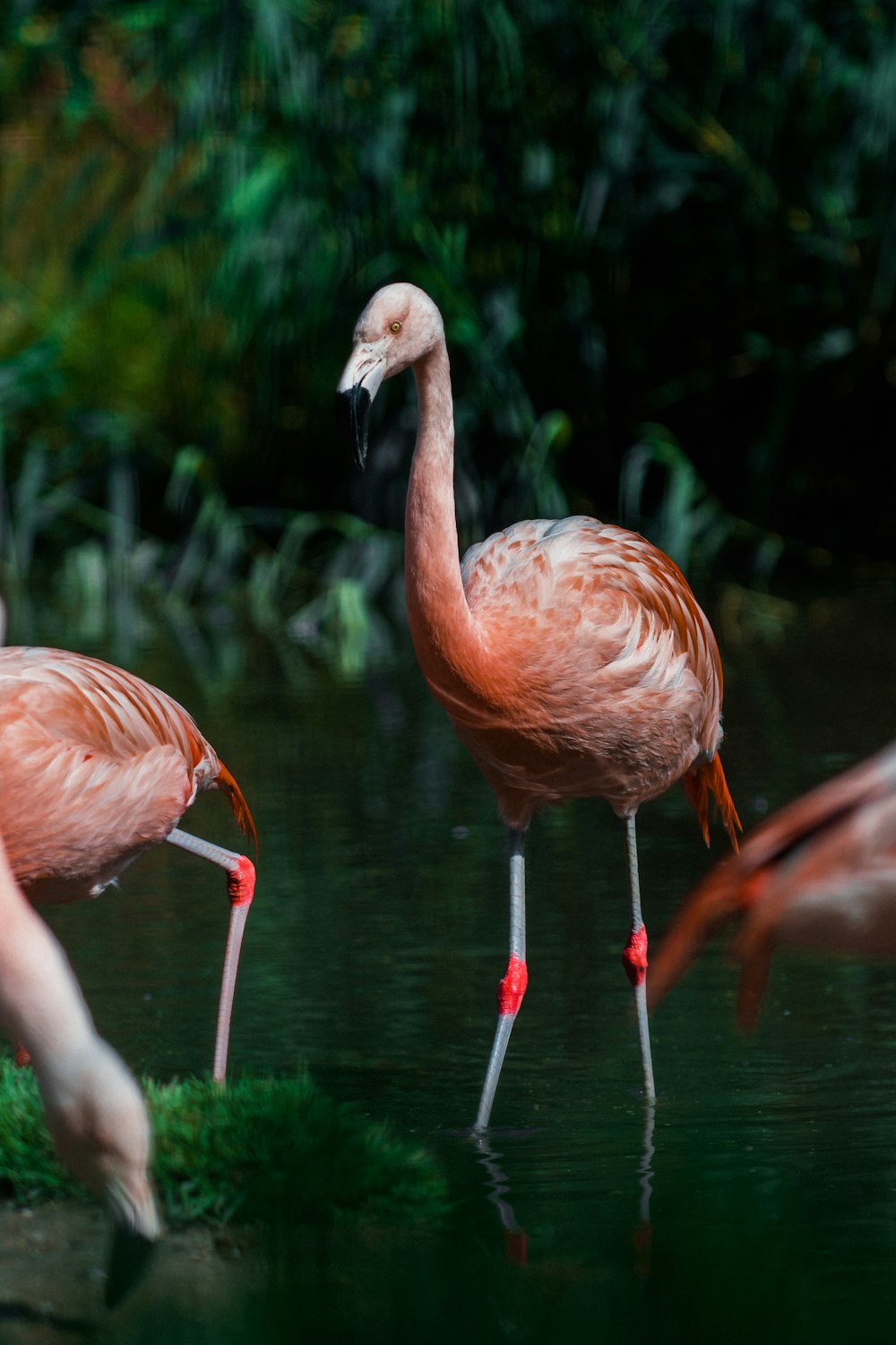 pink flamingos on green grass during daytime