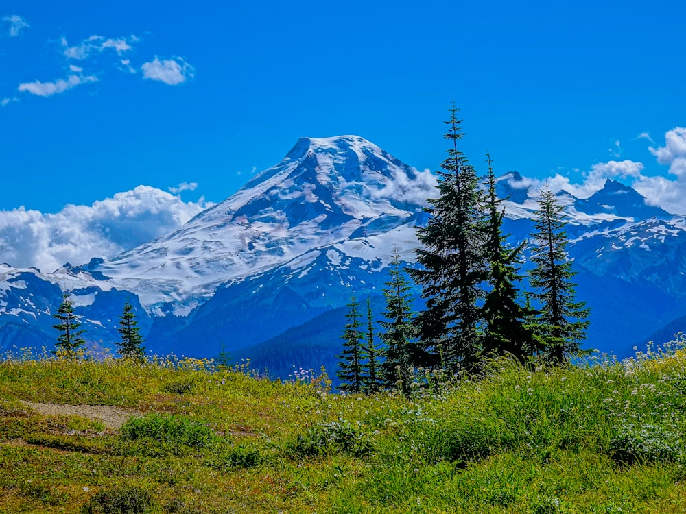 green pine trees near snow covered mountain under blue sky during daytime