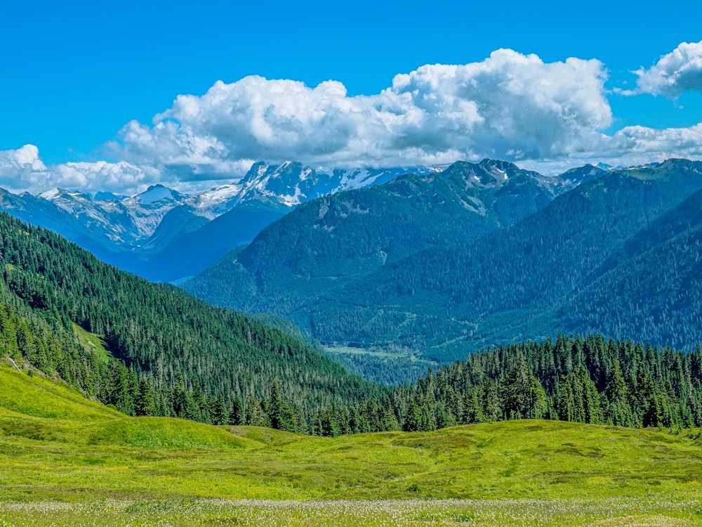 alberi verdi sul campo di erba verde vicino alla montagna sotto nuvole bianche e cielo blu durante il giorno