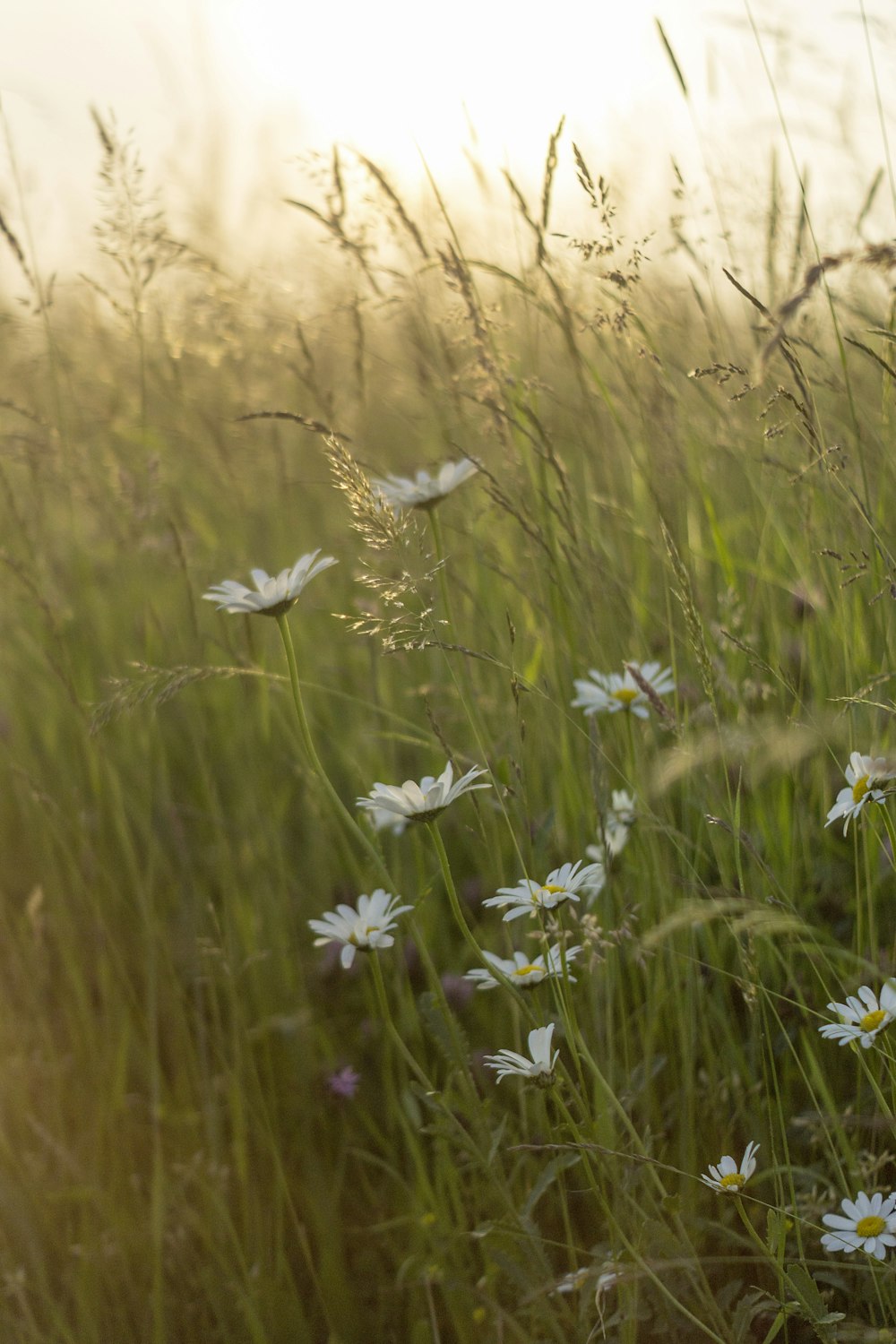 white and purple flowers during daytime