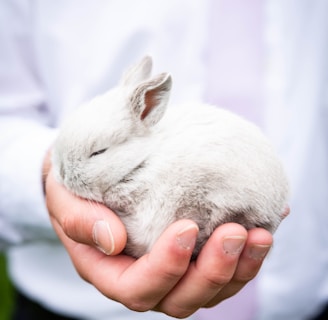 person holding white rabbit during daytime