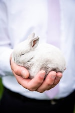 person holding white rabbit during daytime