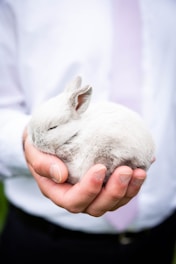 person holding white rabbit during daytime