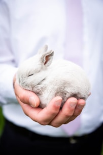 person holding white rabbit during daytime