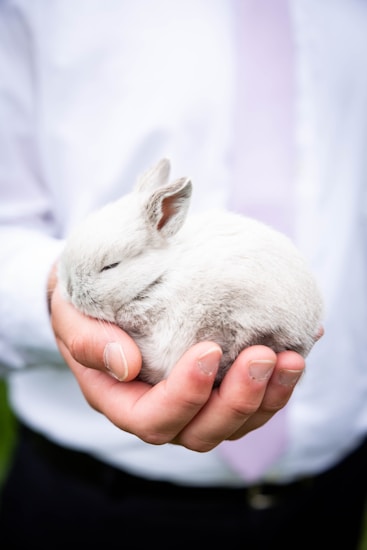 person holding white rabbit during daytime