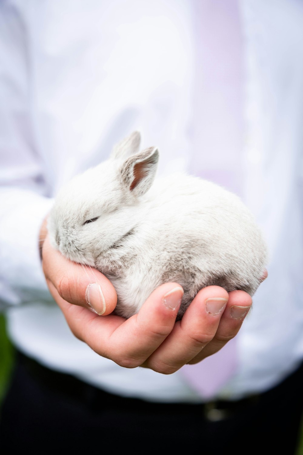 Persona sosteniendo conejo blanco durante el día