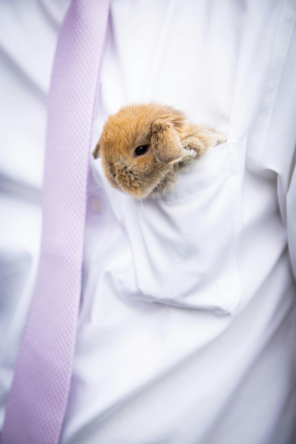 brown and white rabbit on white textile