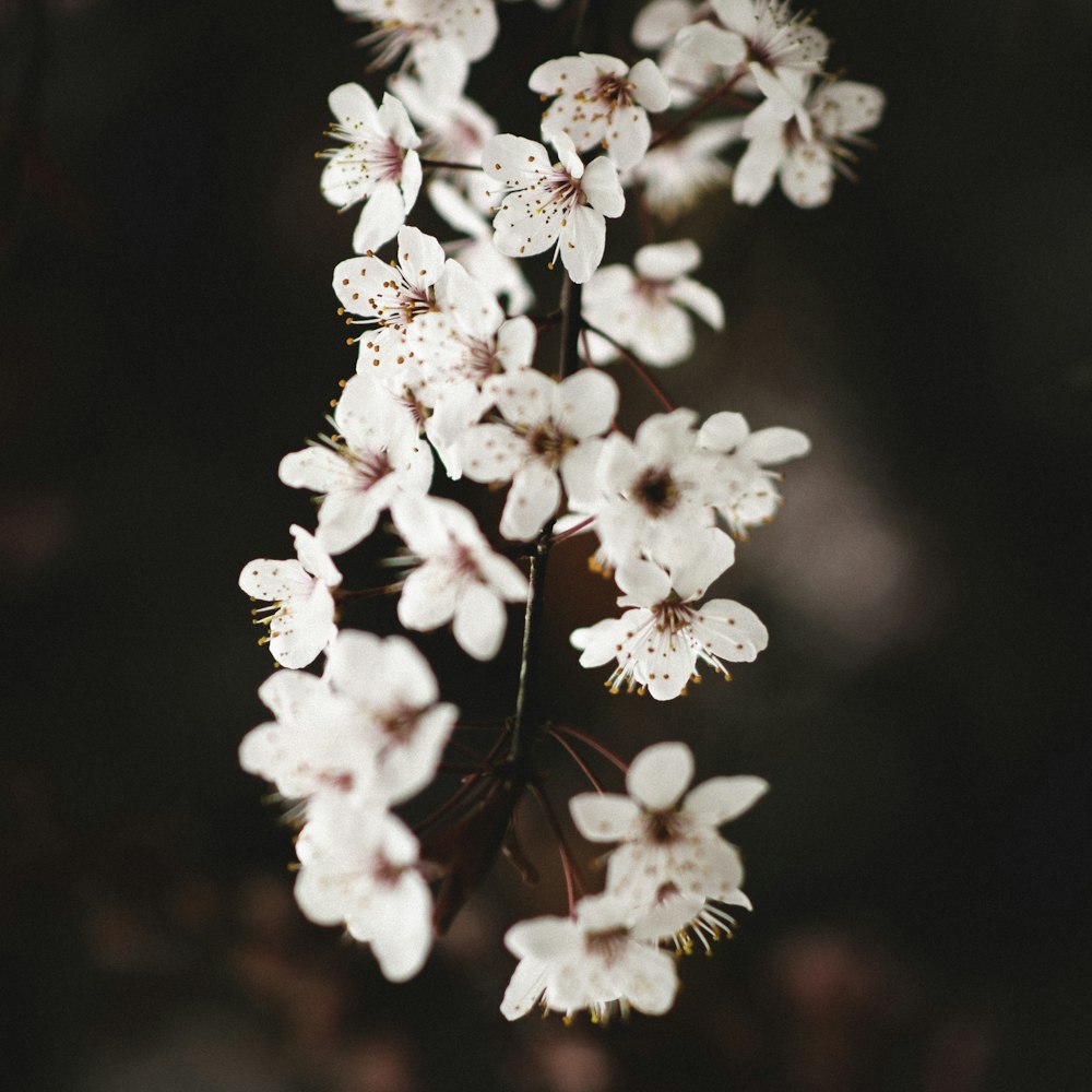 white cherry blossom in close up photography