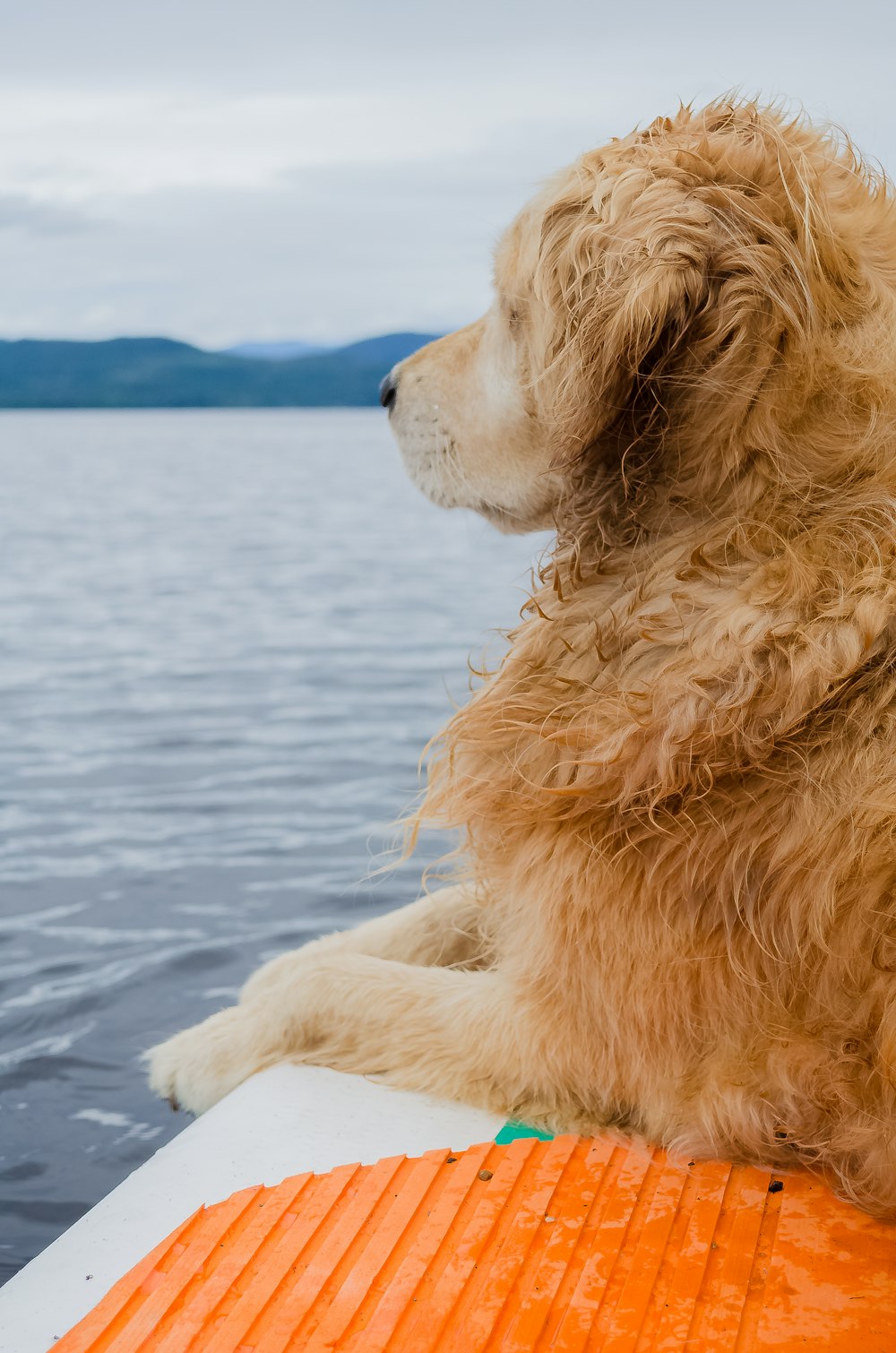 golden retriever puppy on water during daytime