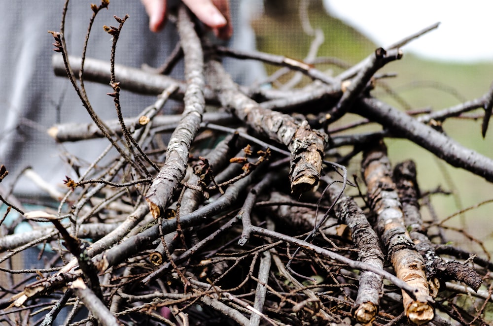 a pile of branches that have been cut down