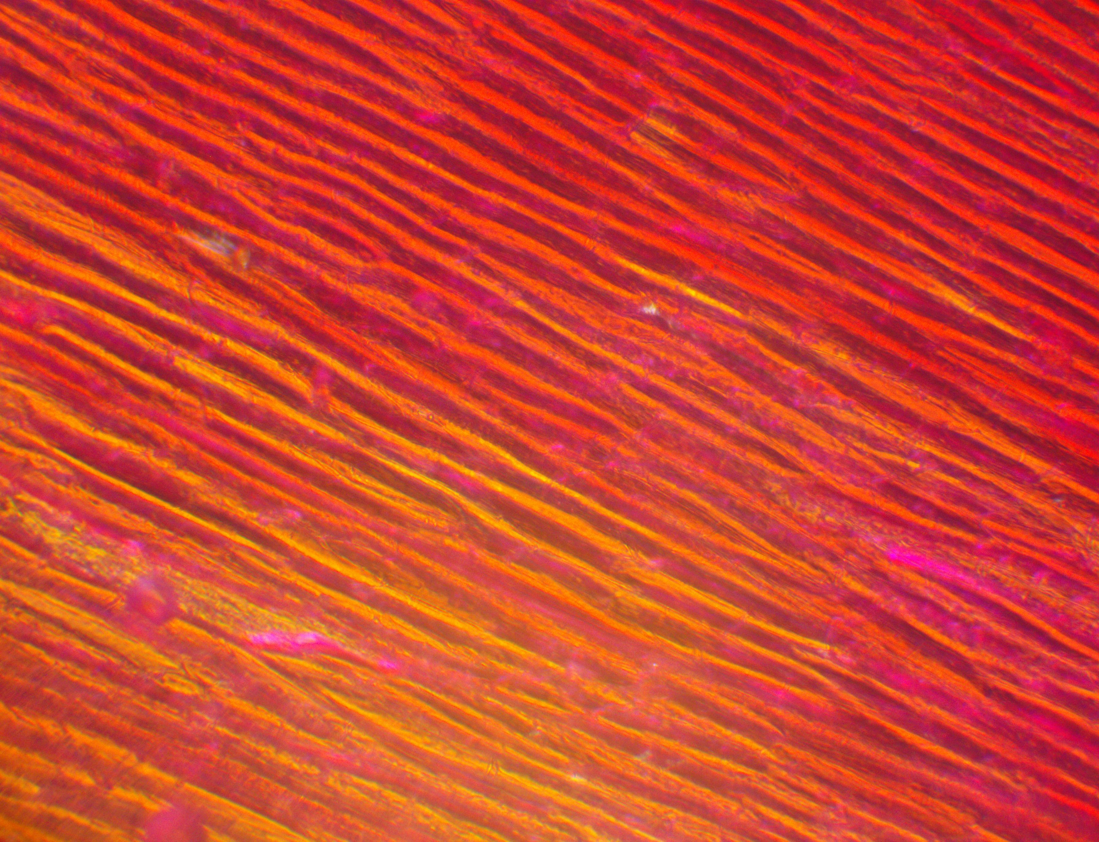 Copper wire cross-section bundle showing bright orange conductive metal fibers, macro photography