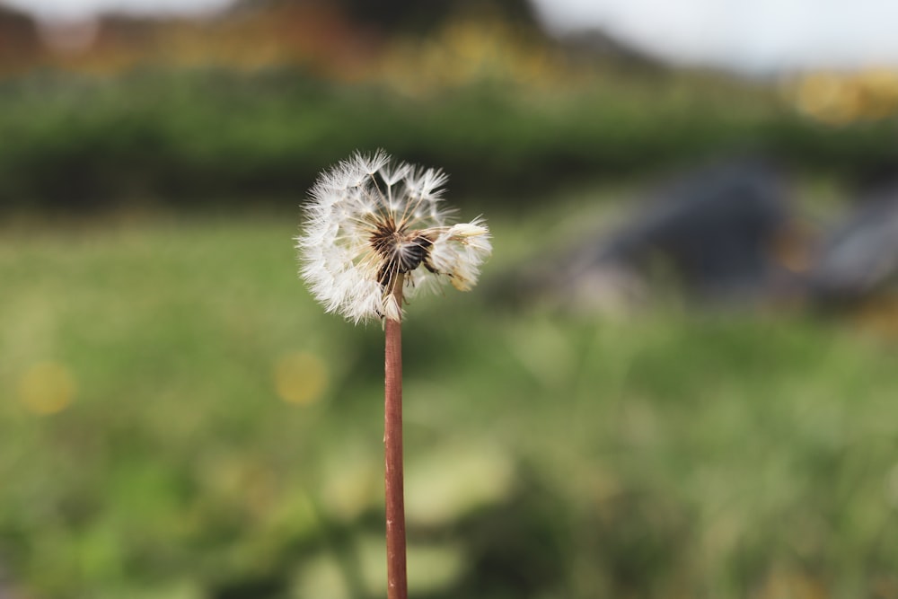 white dandelion in close up photography