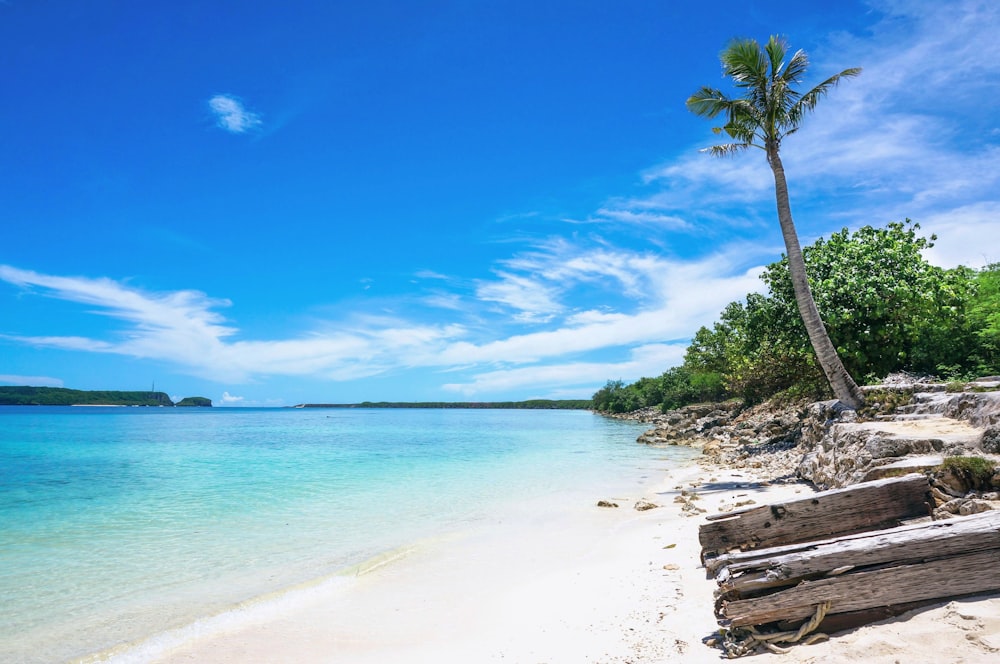 green palm tree near body of water during daytime