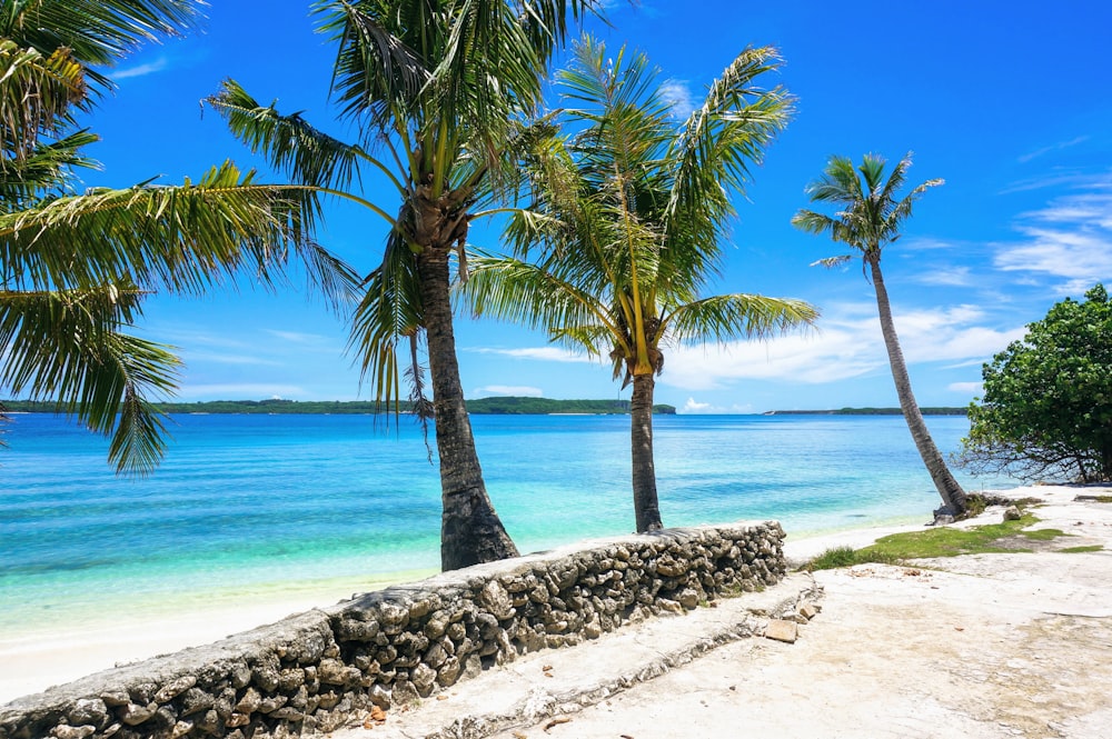 Palmera cerca del cuerpo de agua durante el día