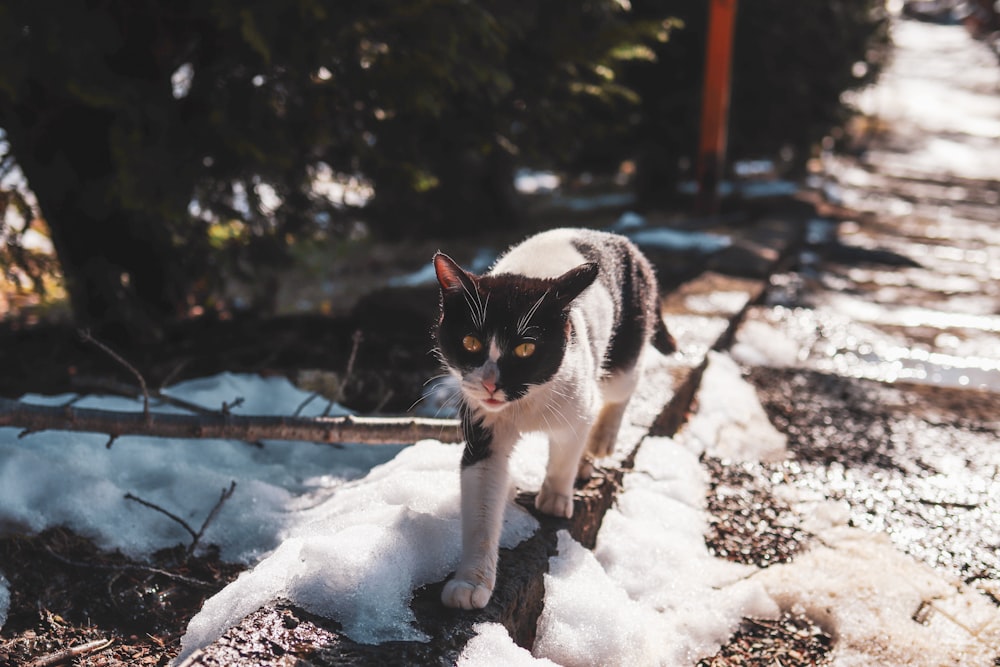 white and black cat on snow covered ground during daytime