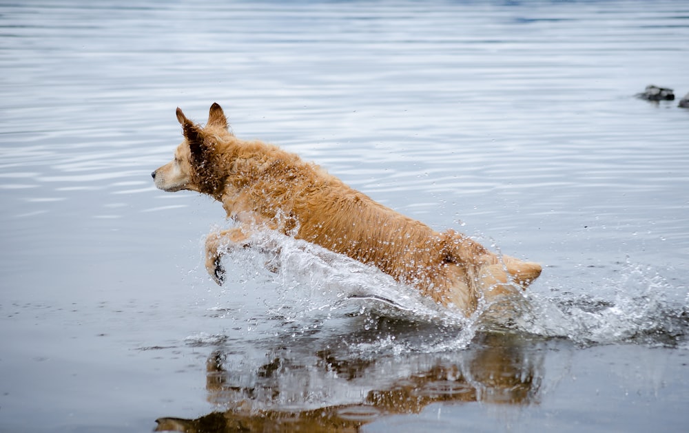 brown short coated dog on water during daytime