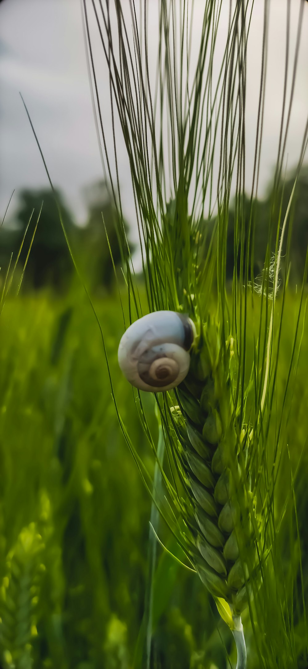 white and green flower bud in close up photography